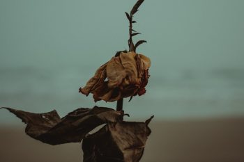 Een verwelkte bloem