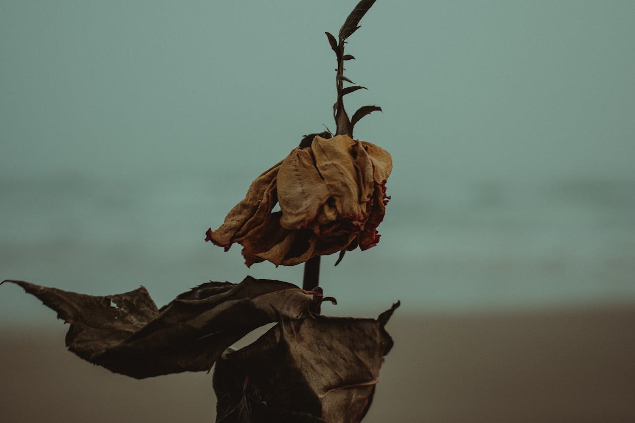 Een verwelkte bloem