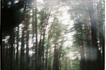 Wazig beeld van bos en bomen
