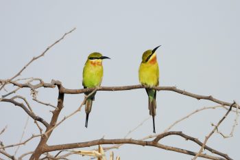 Plaatje van twee identieke vogels